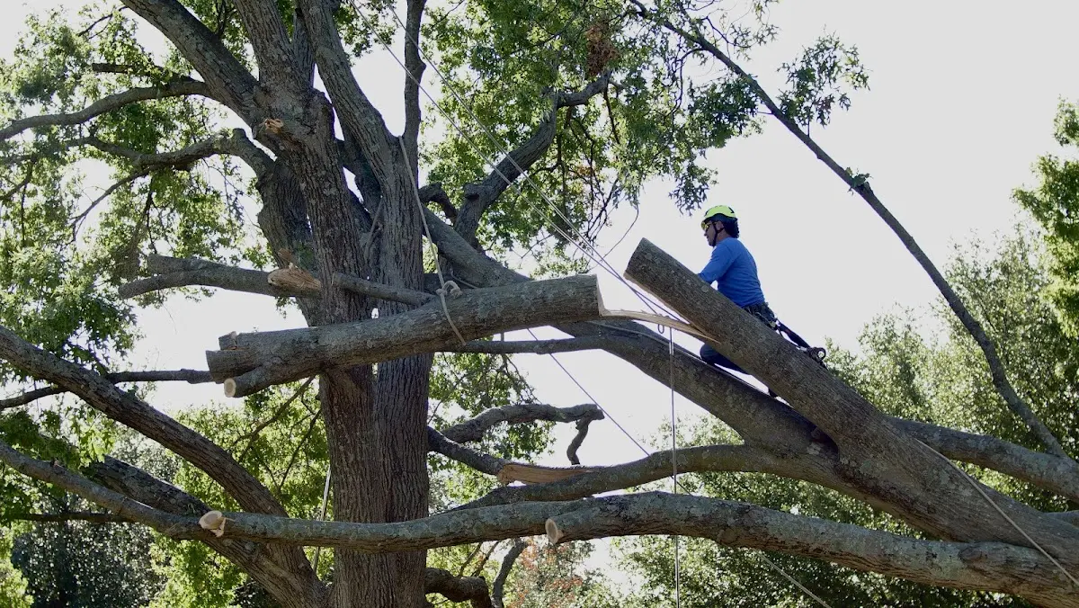 Professional Hazardous Tree Removal performed by certified arborists in Geneva